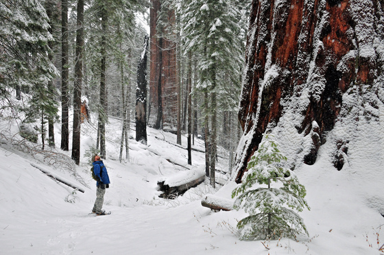 Kings Canyon Nationa Park