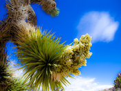 Joshua Tree