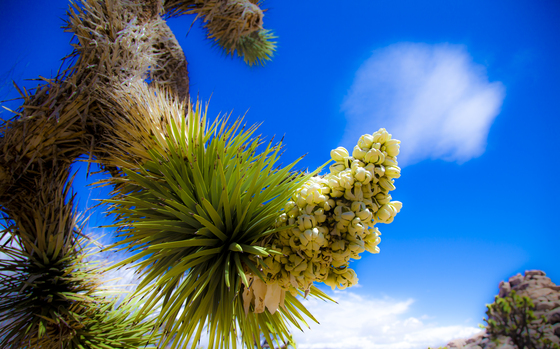 Joshua Tree