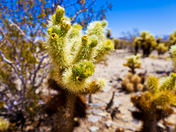 Joshua Tree