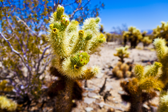 Joshua Tree