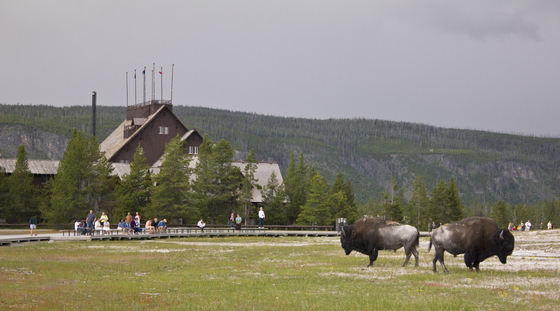 Yellowstone NP
