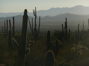 Saguaro National Park, Arizona