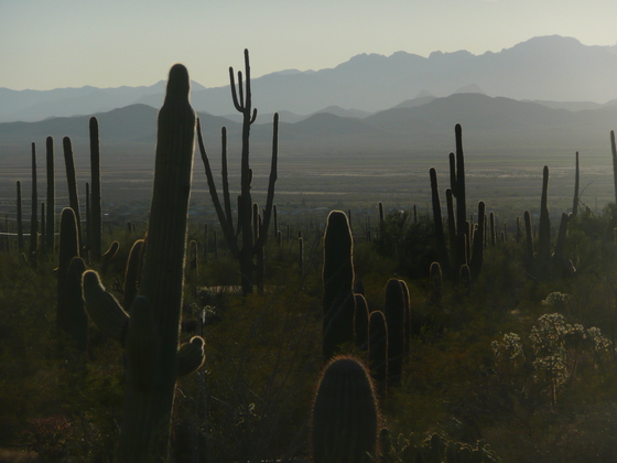 Saguaro National Park, Arizona