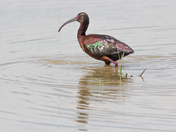 Bosque del Apache National Wildlife Refuge