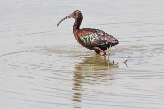 Bosque del Apache National Wildlife Refuge
