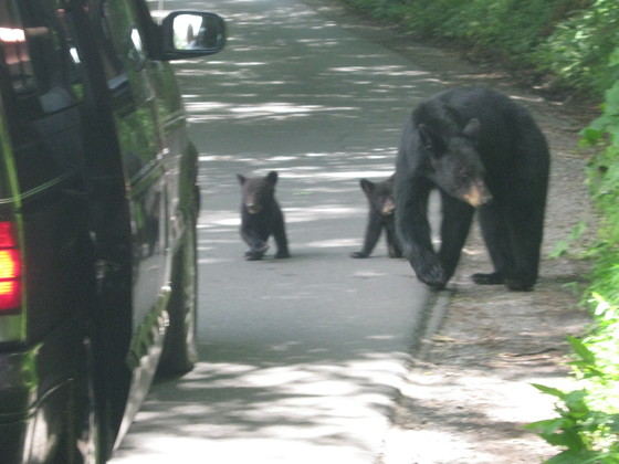 Great Smoky Mountain National Park