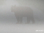 Bear in the mist