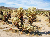 Joshua Tree National Park