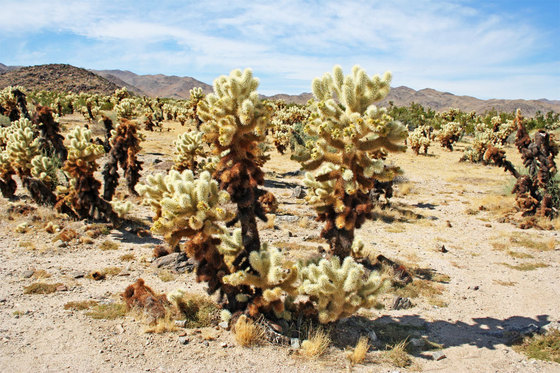 Joshua Tree National Park