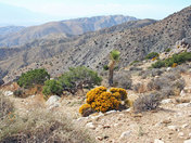 Joshua Tree National Park