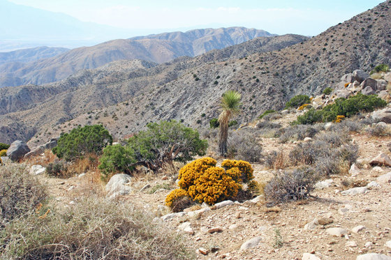 Joshua Tree National Park