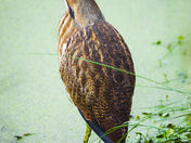 St. Marks NWR