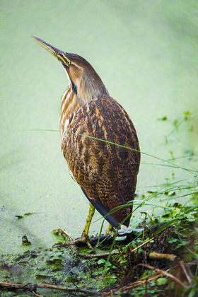 St. Marks NWR