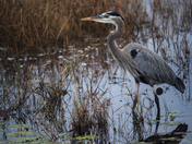 St. Marks NWR