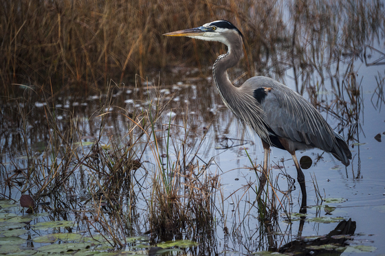St. Marks NWR