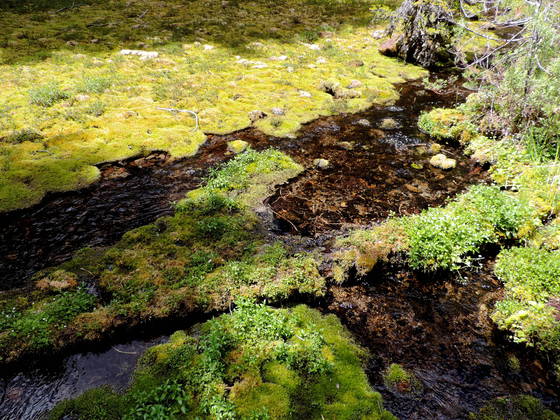 Imnaha Springs
