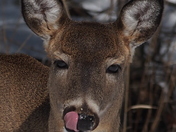 Deer washing her nose