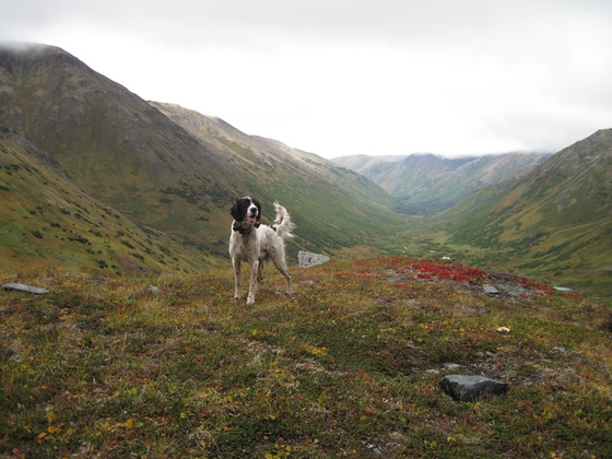 Chugach National Forest