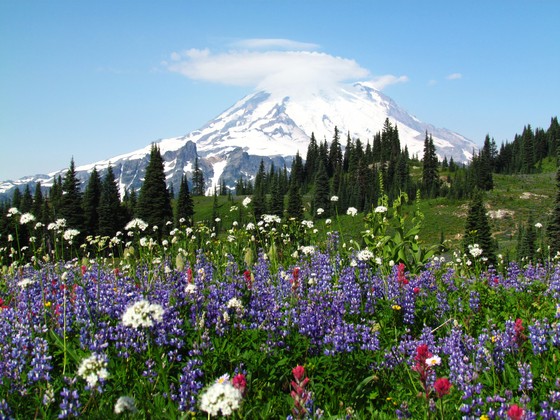 Mount Rainier National Park