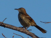 Brown Thrasher 