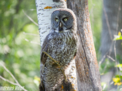 Great Gray Owl.
