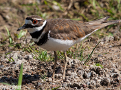 Killdeer.