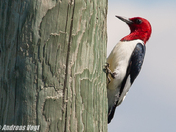 Red-headed Woodpecker.