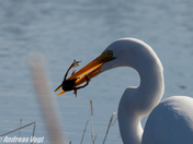 great Egret.