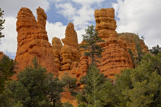 dixie national forest