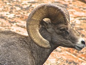 zion national park