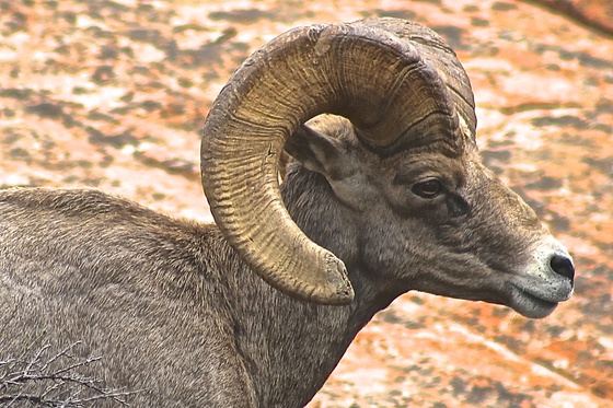 zion national park