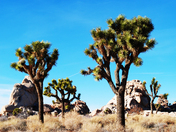 Joshua tree national park