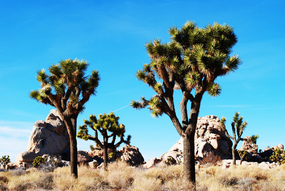 Joshua tree national park