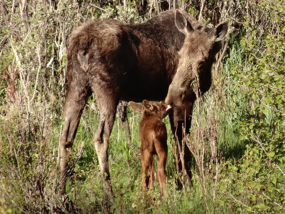 Grand Teton National Park
