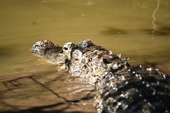 Everglades National Park