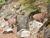 Yosemite National Park