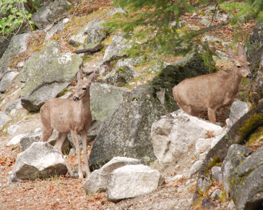 Yosemite National Park