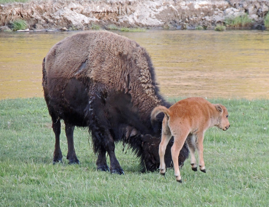 Yellowstone National Park