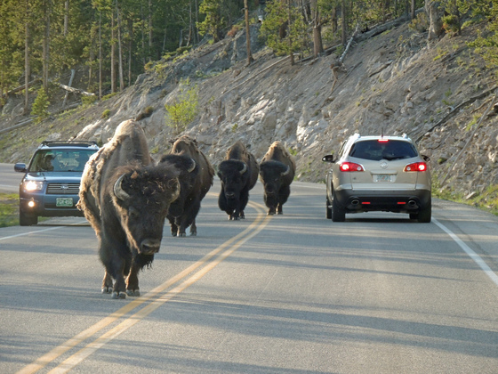 Yellowstone National Park