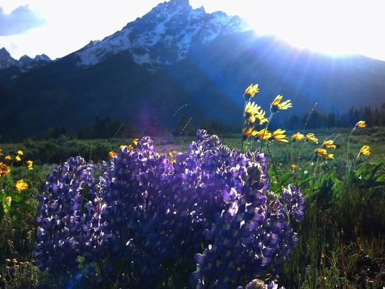 Grand Tetons
