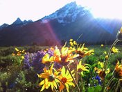 Grand Tetons