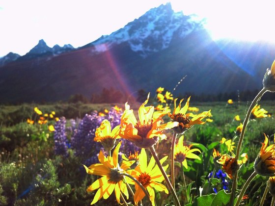 Grand Tetons