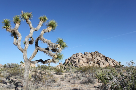 Joshua Tree National Park