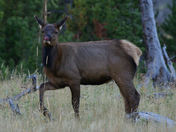 Yellowstone