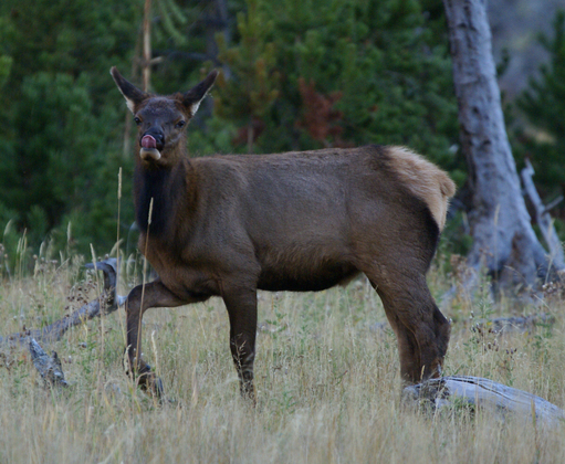 Yellowstone