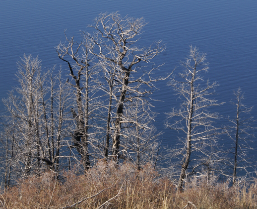 Yellowstone