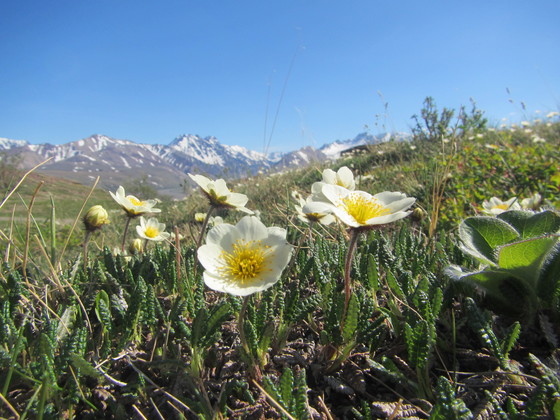 Denali National Park