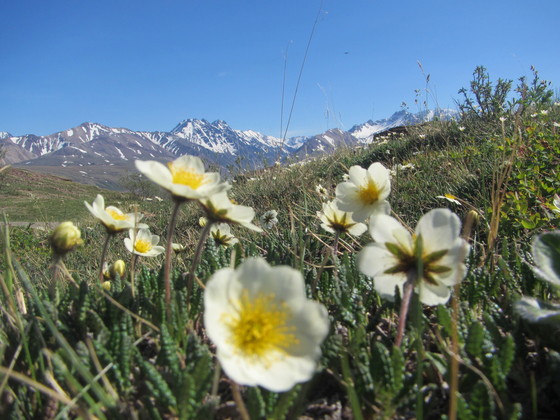 Denali National Park