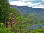 Umpqua National Forest  